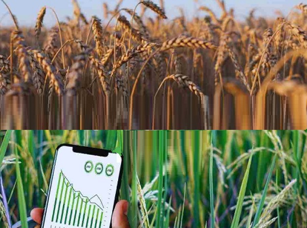 Tarım yerleşmeyi nasıl etkiler